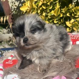 Bubbles - Blue merle female Pomeranian puppy in Sandia, Texas from Broken Arrow Poms