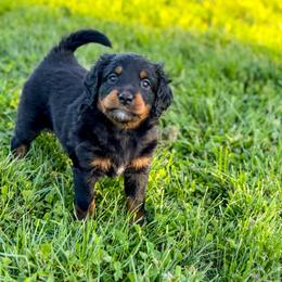 Maple - Unfurnished - Phantom female Bernedoodle puppy in Pittsburgh, Pennsylvania from WestPenn Doodles LLC