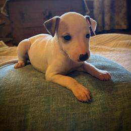 Cupid - White and fawn male Whippet puppy in Oneida, Tennessee from Saving Grace