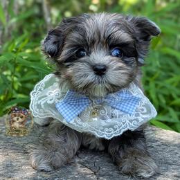 Korean Merle Te Fiti - female Companion Cross puppy in Barren Springs, Virginia from Seeking Shalom Acres Maltese, Maltipoos & Havamalts