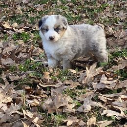 Snickers - Blue merle female Miniature American Shepherd puppy in Harmony, North Carolina from Carolina Pride Aussies