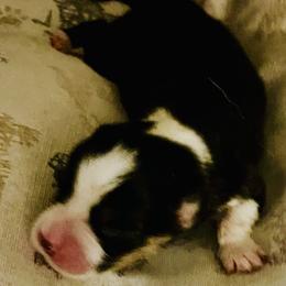 Pembroke Welsh Corgi Puppies from Holly Harmer
