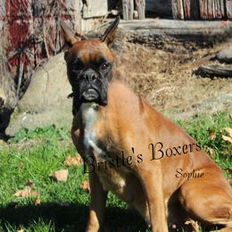 Sophie - Boxer
