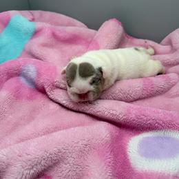 F3 - Lilac tri-color female Bulldog puppy in Middleburg, Florida from Black Creek English Bulldogs