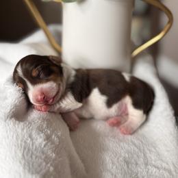 Arlo - Piebald male Dachshund puppy in Jacksonville, Florida from Florida Dippin’ Dachshunds & Aussiedoodles