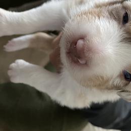Boy 4 - Australian Shepherd puppy from Saltair Australian Shepherds