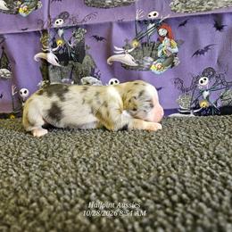 Tarot - Blue merle female Miniature Australian Shepherd puppy in Snowflake, Arizona from Halfpint Aussies