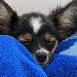 Papillons from Perfect Papillon Puppies