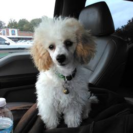 Poodle puppies from Scenic Hills Kennels