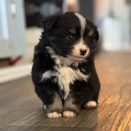 Frappuccino - Black male Pomsky puppy in Sturgis, Kentucky from Furever Pomskies