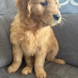 Twilight Sparkle - Dark golden female Golden Retriever puppy in Mountain Home, Idaho from Poppy's Garden Golden Retrievers