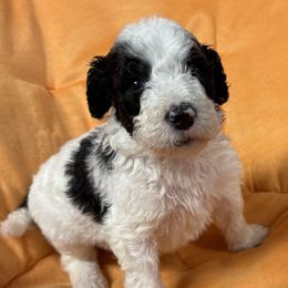 Hickory - White and black male Bordoodle puppy in Oak Hill, West Virginia from Highlands Bordoodles