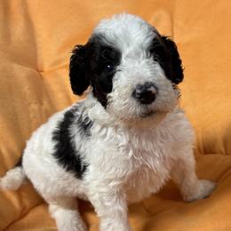 Hickory - White and black male Bordoodle puppy in Oak Hill, West Virginia from Highlands Bordoodles