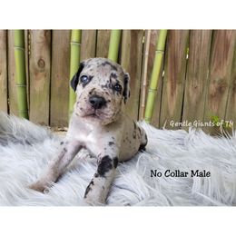 Great Dane Puppies from Gentle Giants of Tennessee Great Danes