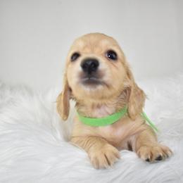 Dark cream boy - Cream male Dachshund puppy in Seminary, Mississippi from Down South Mavericks Dachshunds