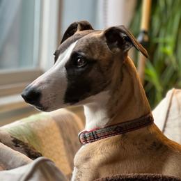 Maggie Mae - Whippet