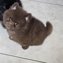 Athos - Chocolate male Pomeranian puppy in Laredo, Texas from SASH Poms