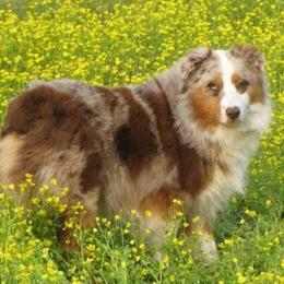 Australian Shepherds from Gold Ring Australian Shepherds