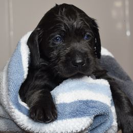 Dilute Retriever Puppies from Wicked Pines Retrievers