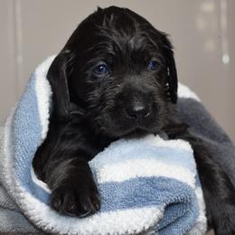 Dilute Retriever Puppies from Wicked Pines Retrievers