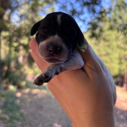 Spearmint - light green collar - Black roan female German Shorthaired Pointer puppy in Mokelumne Hill, California from Underhill GSP