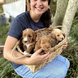 Australian Labradoodle Puppies from Salona- Australian Labradoodles of North America