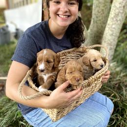 Australian Labradoodle Puppies from Salona- Australian Labradoodles of North America