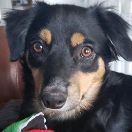 Luna - Miniature Australian Shepherd