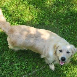 Lora - Golden Retriever