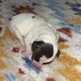 Hazel - Liver and white female German Shorthaired Pointer puppy in Saint Joseph, Missouri from N&R Gsps