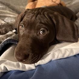 German Shorthaired Pointer Puppies from Howell Farm GSP