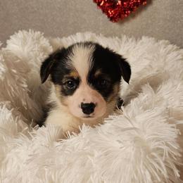 S'more-Docked tail - Black and tan male Pembroke Welsh Corgi puppy in Deming, New Mexico from Dragon Ridge Corgis