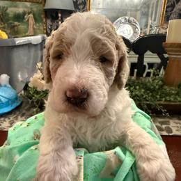 Cream parti - Parti female Poodle puppy in Groveland, Florida from Feathers and Hooves Buckley Farms