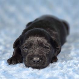 Ziggy - Black male Miniature Schnauzer puppy in Ely, Nevada from Great Basin Miniature Schnauzers