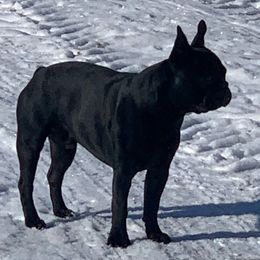 Boston Terriers and Companion Crosses from Antelope Creek Frenchtons