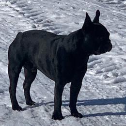 Boston Terriers and Companion Crosses from Antelope Creek Frenchtons