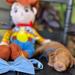 Buzz - Red  male Goldendoodle puppy in Camden, North Carolina from Oopsie Doodles of NC