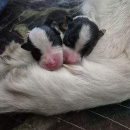 Australian Shepherd puppies from RussKris Farms Aussies