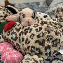 Boy 8 - Great Dane puppy from City Slicker Danes