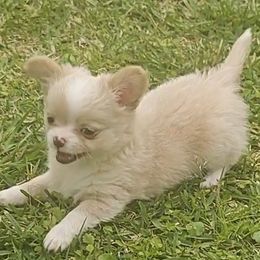 Girl 1 - Cream and white Chihuahua puppy in Gray, Louisiana from Chi Chi's Place