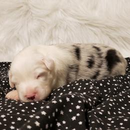 Boy 1 - Miniature Australian Shepherd puppy in Piedmont, Alabama from Dugger Mountain Aussies