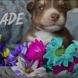 Blade - Red and white male Siberian Husky puppy in Spring Hill, Florida from Whitmore Wolfpack LLC