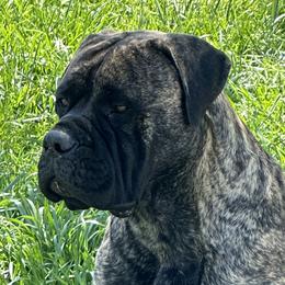 Jade - Bullmastiff