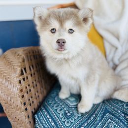Lavish - Lavender male Pomsky puppy in Yavapai County, Arizona from Pawsh Pomskies