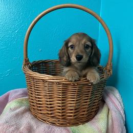 Lulou - Cream female Dachshund puppy in Wolf Lake, Indiana from Canisteo Dachshunds