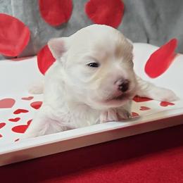 Niomie - White and lemon female Maltese puppy in Aurora, Missouri from KnJ Precious Paws LLC
