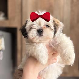 Girl 4 - Sable and white female Shih Tzu puppy in Seguin, Texas from Dolled Up Shih Tzus