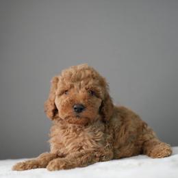 Spider-Man - Apricot male Poodle puppy in Caldwell, Idaho from Boise Doodle Co.