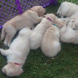 Golden Retriever Puppies from Summer Sun Goldens