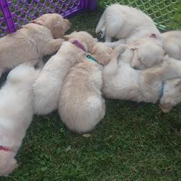 Golden Retriever Puppies from Summer Sun Goldens
